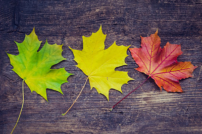 秋天的背景与秋天的树叶素材图片