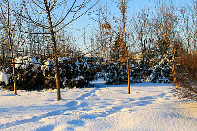 城市公园的冬季景观图片下载