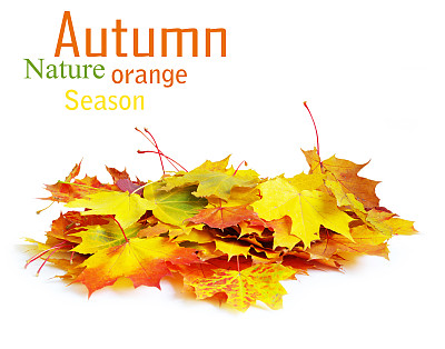 秋枫树叶图片下载