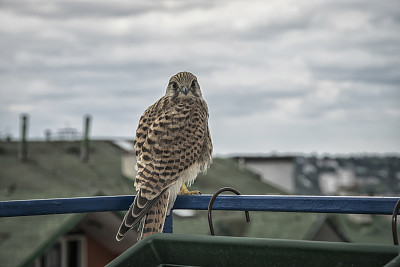 小红隼素材图片