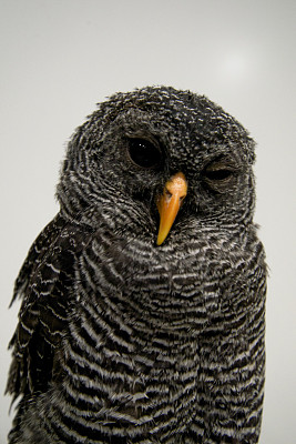 沉睡的猫头鹰图片下载