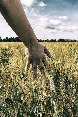穿过麦田图片下载