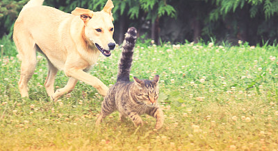 狗和猫玩耍素材图片