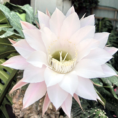 或者是Yehuda Cactus Flower 2007图片下载