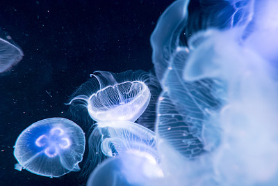 水族馆中的月亮水母素材图片