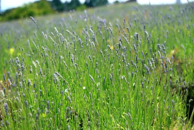 味蕾的薰衣草图片下载