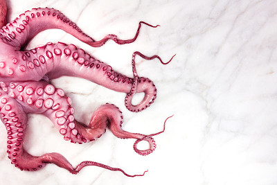 头顶上白色大理石上章鱼触手的照片素材图片