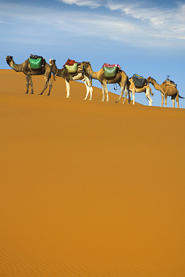 沙漠商队图片下载