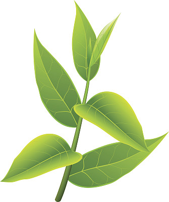 绿茶的分支。矢量插图与孤立的对象图片下载