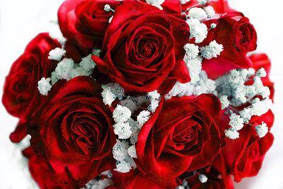 一束白色的红玫瑰图片下载