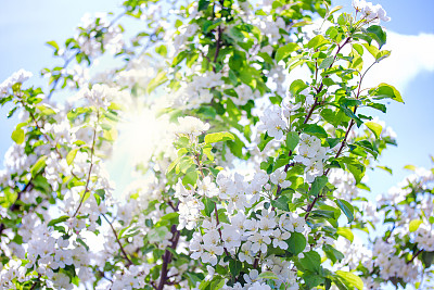阳光明媚的夏日里盛开的苹果树素材图片