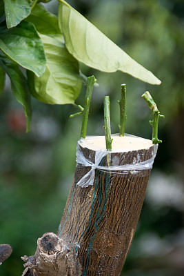 柑橘类果树的农业嫁接图片下载