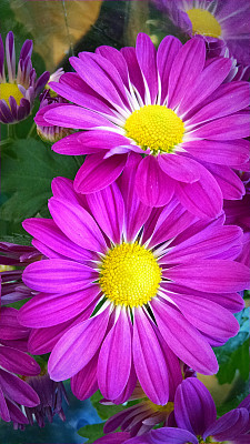 漂亮的雏菊图片下载