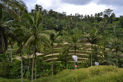 巴厘岛的稻田图片下载