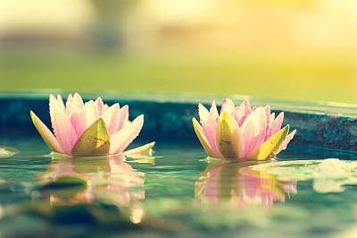 美丽的粉色睡莲或荷花在池塘的复古照片图片下载