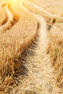 麦田里的麦茬图片下载