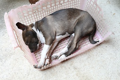 小狗狗睡在水泥地板上的粉红色旧篮子里图片下载