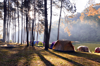 在夕阳下的松树森林的蓬ung，松树森林公园，Mae Hong Son，泰国北部图片下载