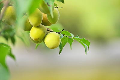 李子的果实素材图片