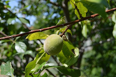 梅画，青翠的梅画在梅树上，图片下载