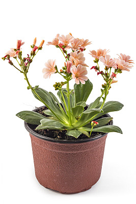 橙花Hippeastrum图片下载