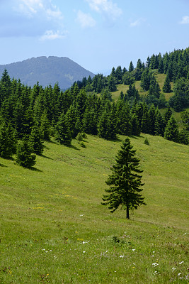草地上一棵孤零零的松树。图片下载