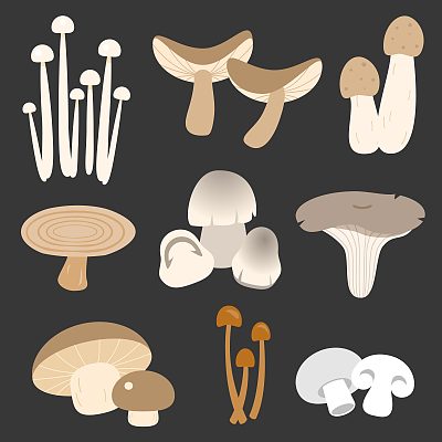 媒介食用泰国蘑菇图片下载