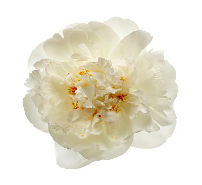 白牡丹花朵图片下载