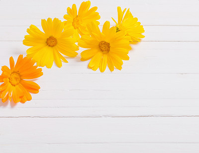 金盏花(金盏花)草本茶在白色木桌上图片下载