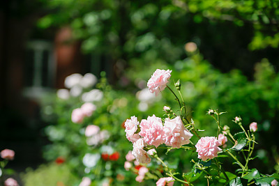 美丽的玫瑰花园图片下载