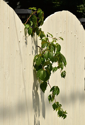 篱笆上的藤蔓图片下载