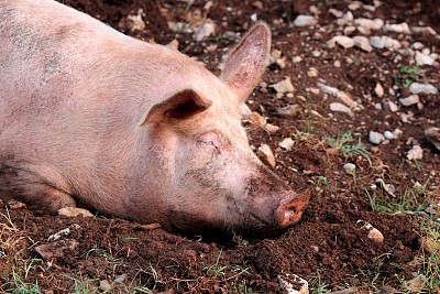 斯洛文尼亚喀斯特泥沼中的猪图片下载