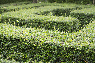 绿色花园迷宫图片下载