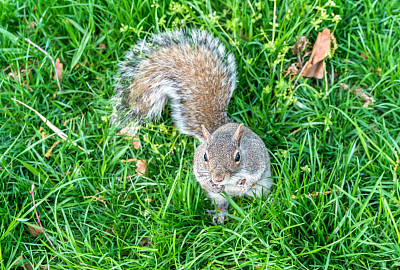 美国纽约东部灰松鼠图片下载