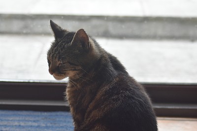 宠物猫特写图片下载