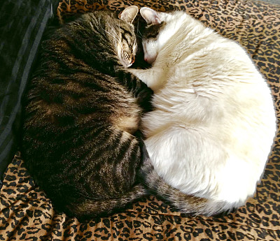 抱着猫图片下载