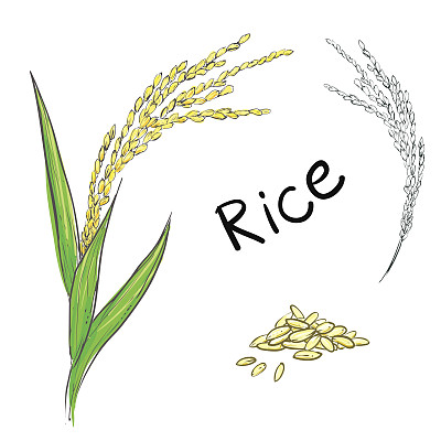 稻谷图片素材ID：169026634