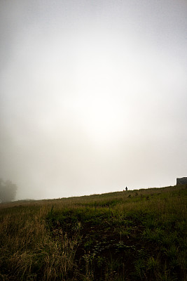 雾中的树木图片下载