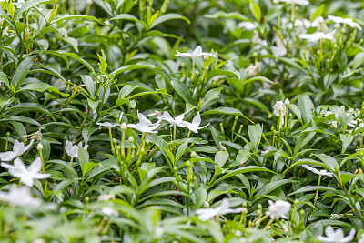 小白花丛图片下载