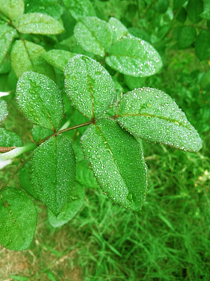滴在叶子图片下载