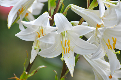 美丽的白色花朵在花园里。图片下载