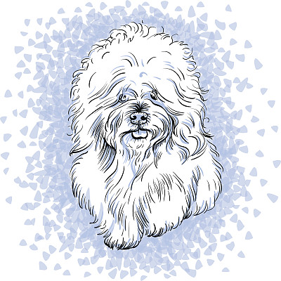 向量白色可爱的狗比雄弗里斯品种图片下载