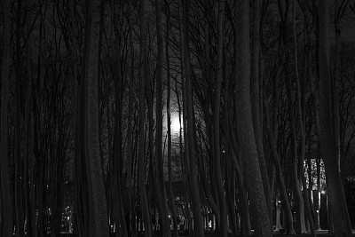 月亮在黑暗的森林里图片下载