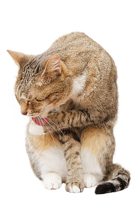 一只舔爪子的猫的肖像图片下载