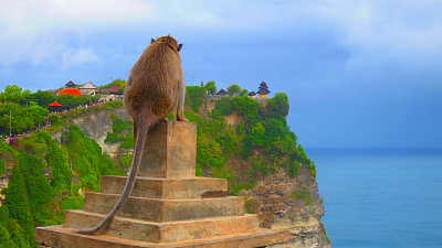 一只猴子凝视着大海，浪花溅向巴厘岛著名的乌鲁瓦图寺庙图片下载