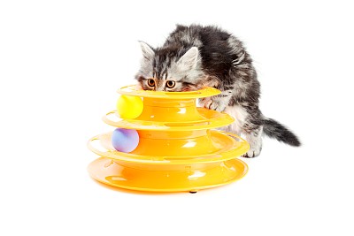 凯蒂和猫咪玩具图片下载