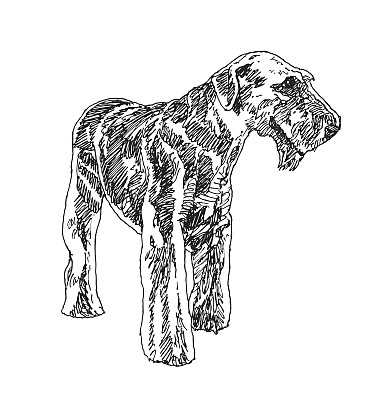 万能梗狗。向量图片下载