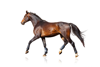 运动马孤立在一个白色图片下载