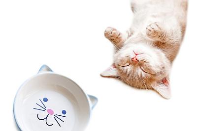 小猫睡在碗旁边吃东西。孤立在白色背景上图片下载