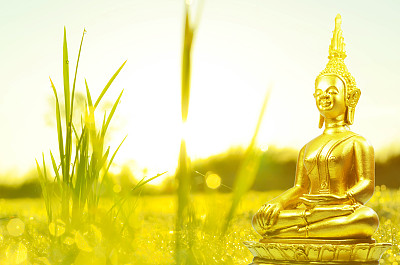 清晨的草地和阳光图片下载